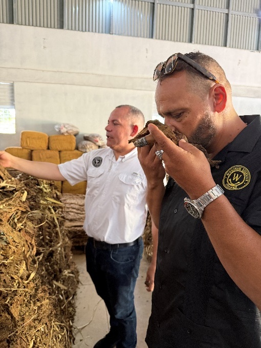 Inspecting and smelling tobacco leaves with Juan Gómez López